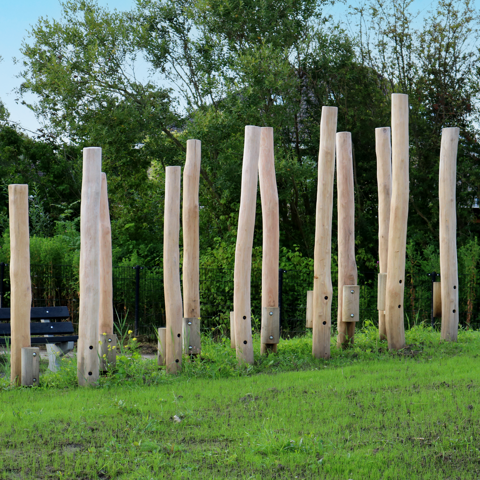 Palenbos robinia - Franeker (1)