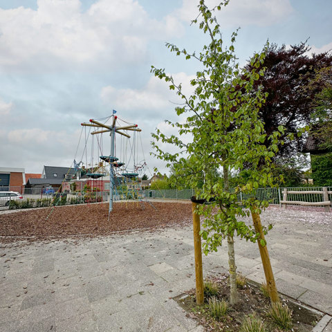 Vogelnestboom Natuurlijk Spelen Anjum